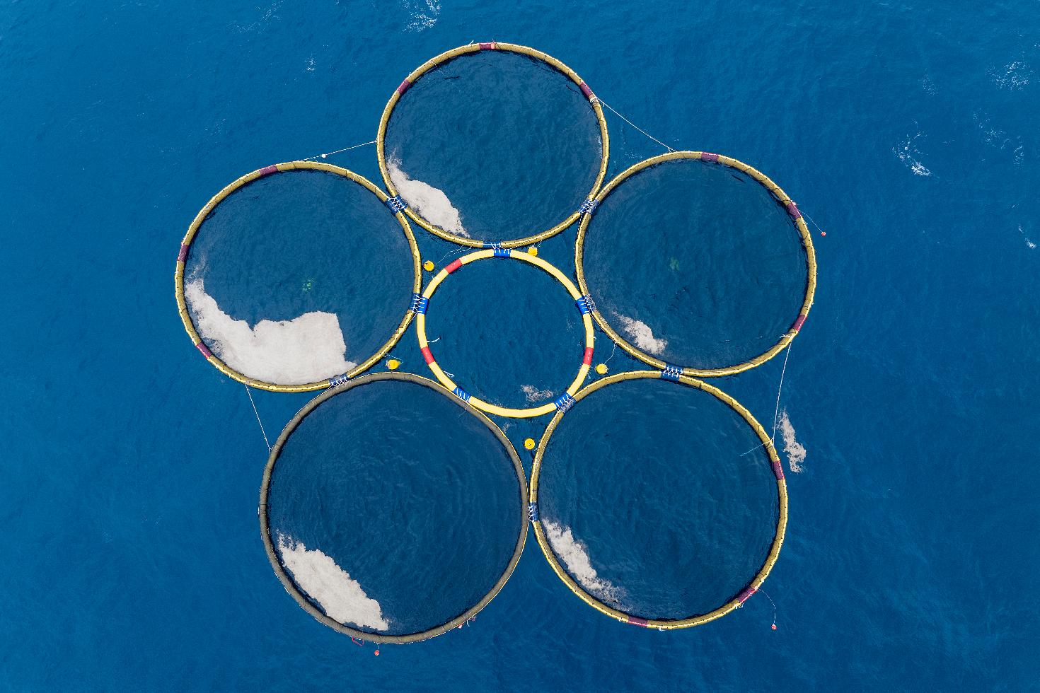 FILE - In this photo provided by Gigablue, circular structures called booms containing particles engineered by the company Gigablue, float in the Pacific Ocean off the coast of Dunedin, New Zealand, Monday, Oct. 21, 2024, as part of a project to grow tiny organisms known as phytoplankton that absorb carbon dioxide from the ocean. (Gigablue via AP, File)