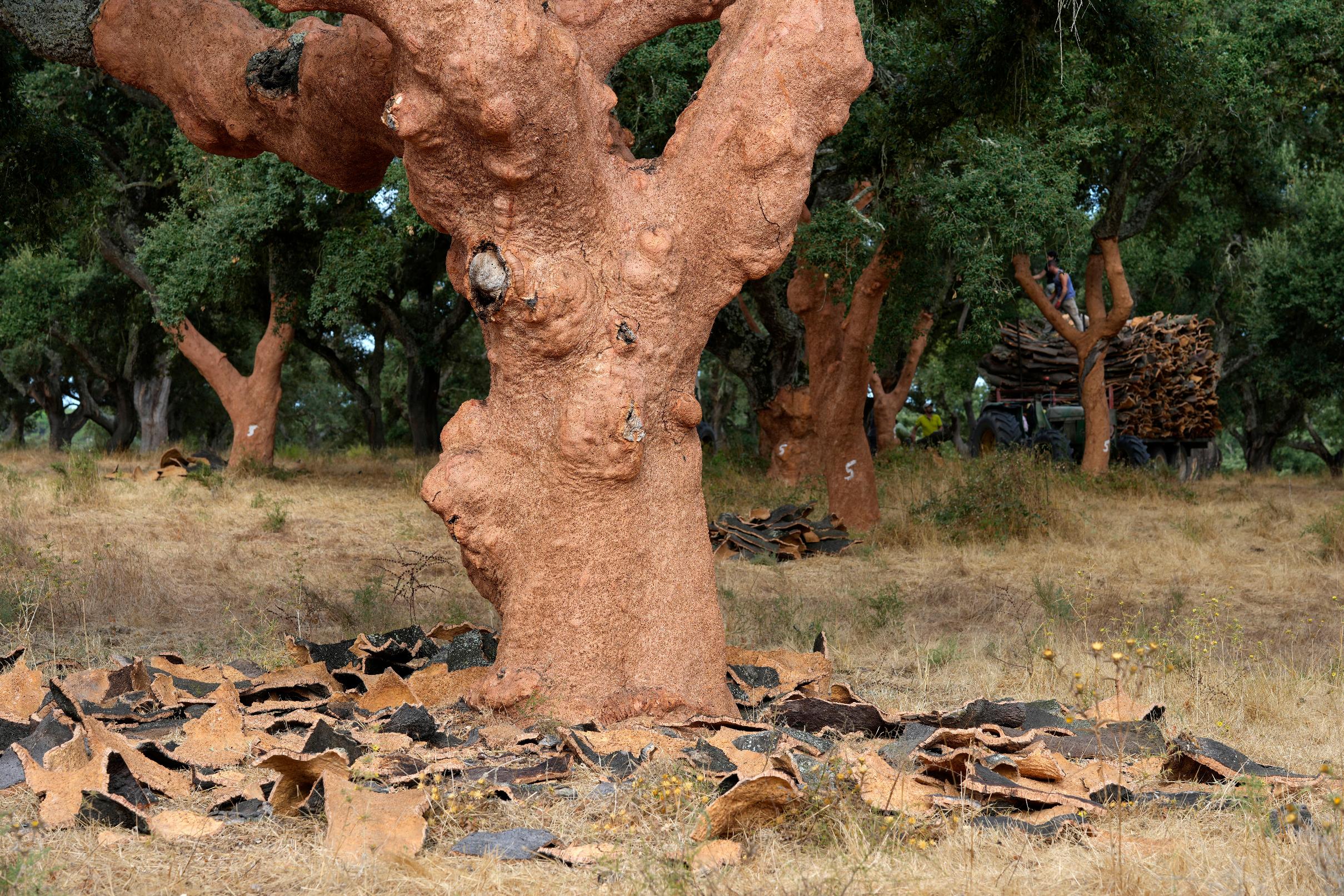 Slabs of bark lie scattered around a cork tree just after being peeled off the tree, in Rio Frio, Portugal, Thursday, Aug. 28, 2025. (AP Photo/Armando Franca)