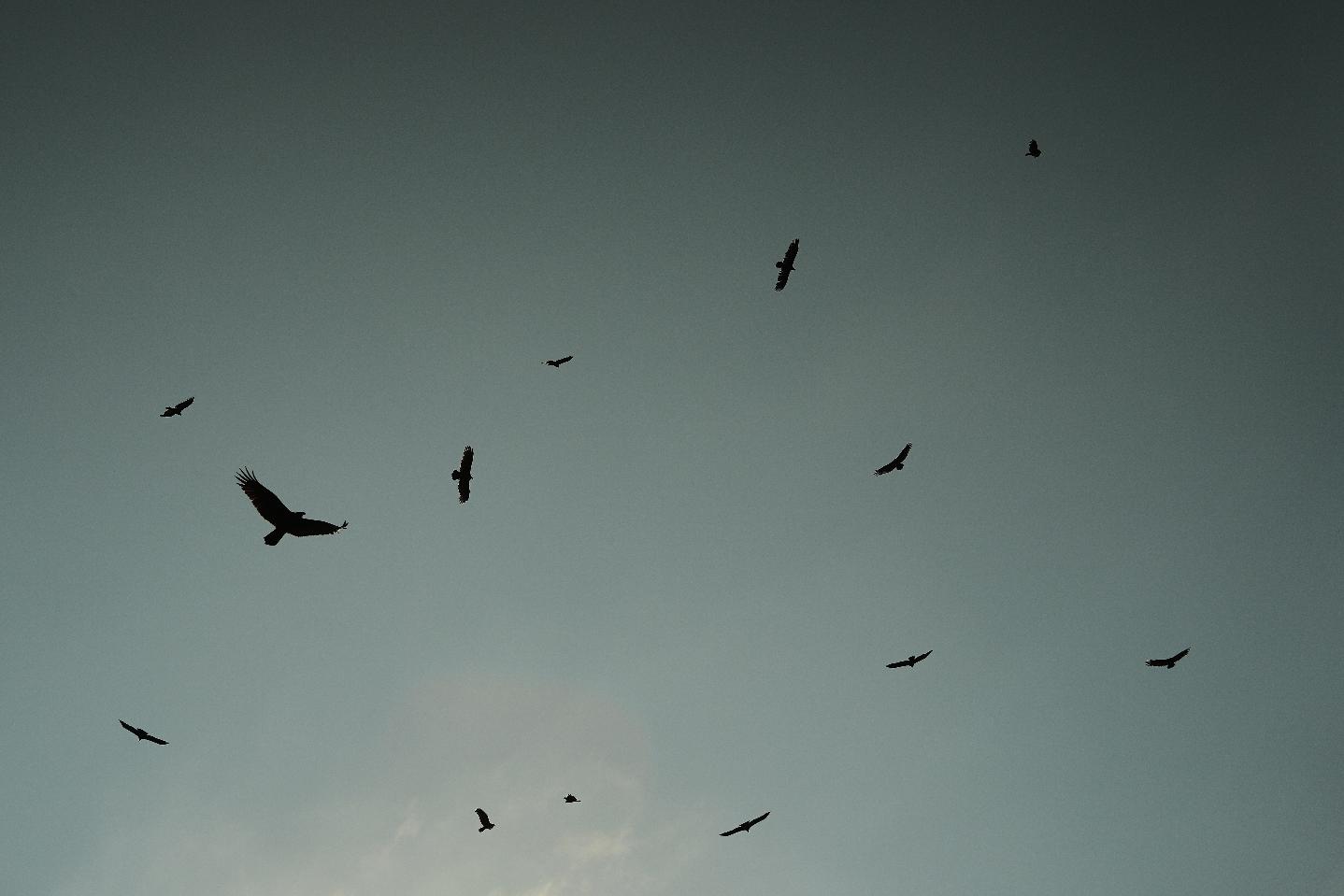 Black vultures and turkey vultures circle in the sky Friday, Sept. 26, 2025, in Cincinnati. (AP Photo/Joshua A. Bickel)