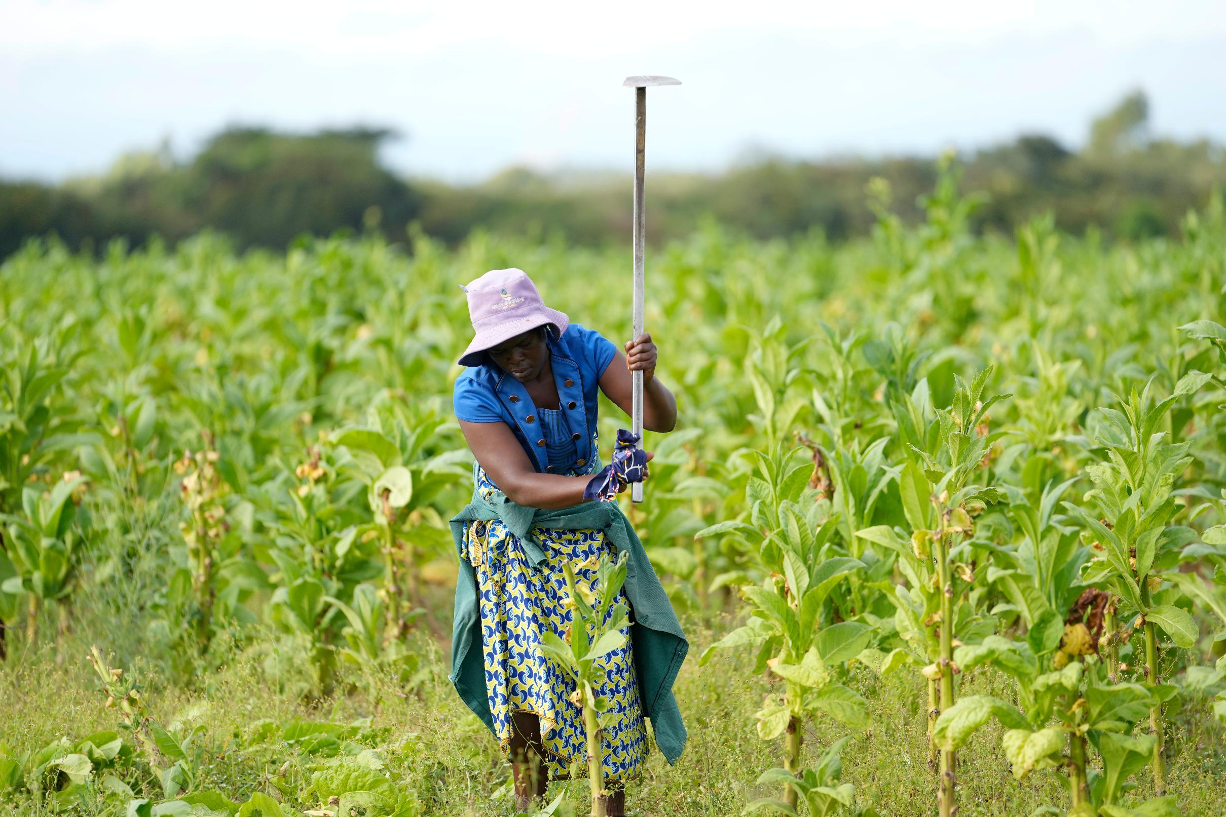 tobacco farmer news Ebelhar Farms keeps alive Kids: Tobacco farm work making