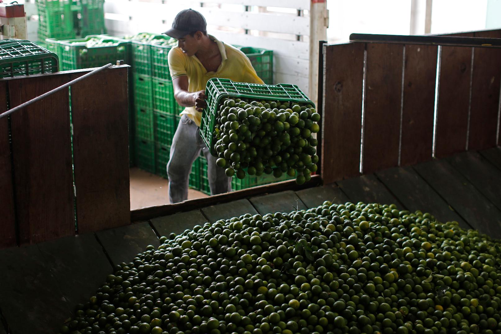 FILE - A worker unloads a truck-full of Mexican limes at a citrus packing plant in La Ruana, in the state of Michoacan, Mexico, Nov. 6, 2023. The government of Michoacan state said Wednesday, Aug. 24, 2023, that it has launched a criminal investigation into the extortion of lime growers by a local drug cartel in the western Mexican state. (AP Photo/Dario Lopez-Mills, File)
