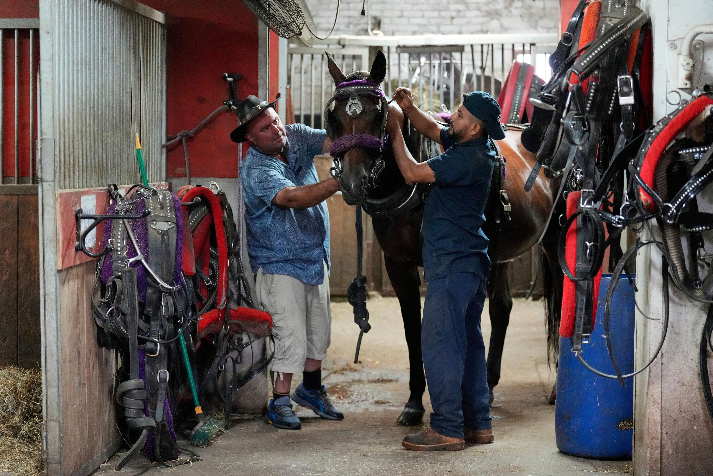 FILE - Driver Emre Akyuz, left, and stablehand Roen Galvez prepare a horse named Jersey for a shift in New York, Aug. 18, 2025. (AP Photo/Seth Wenig, File)