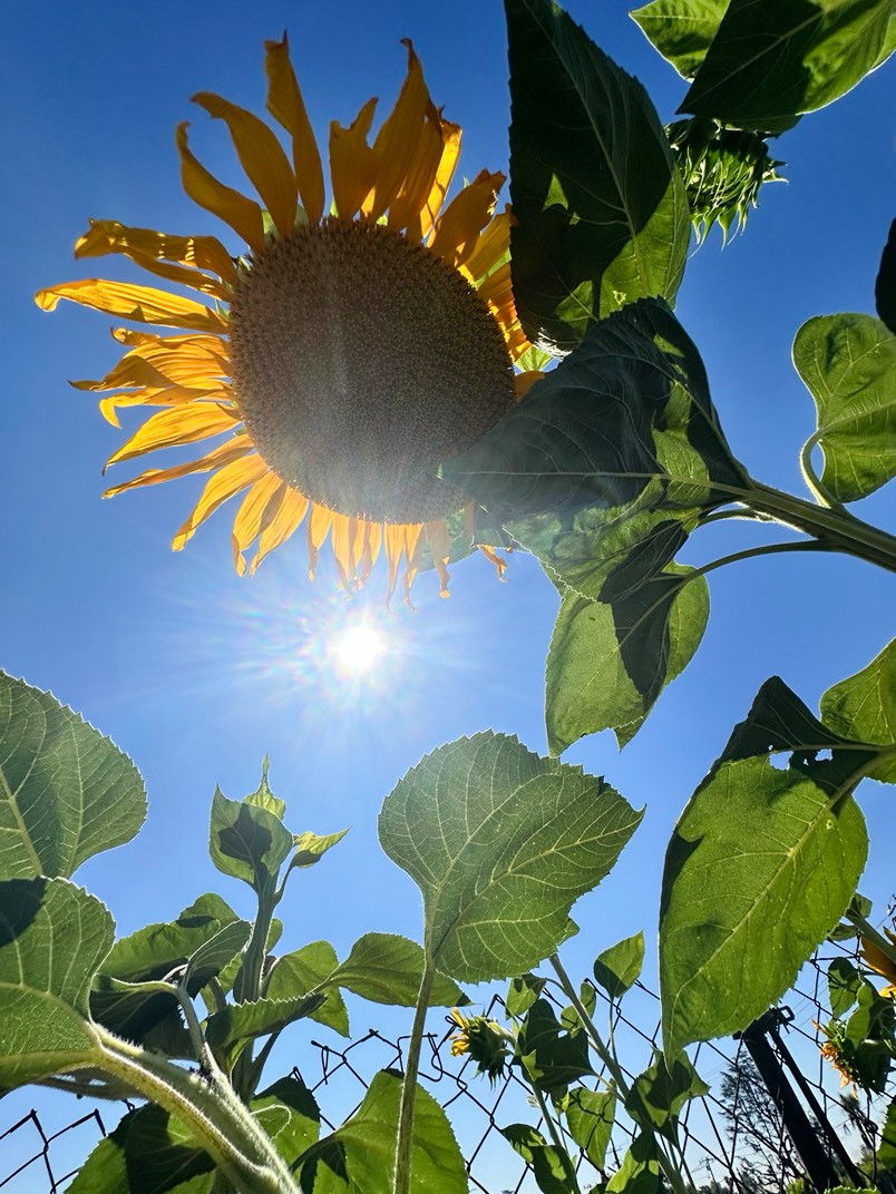 Los Angeles Wildfires Sunflowers