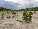 Rio Grande Water Fight