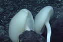 In this photo provided by NOAA, rosellid "mushroom" sponges grow amid ferromanganese boulders mixed with smaller nodules during Dive 16 of the 2021 North Atlantic Stepping Stones expedition. (NOAA via AP)