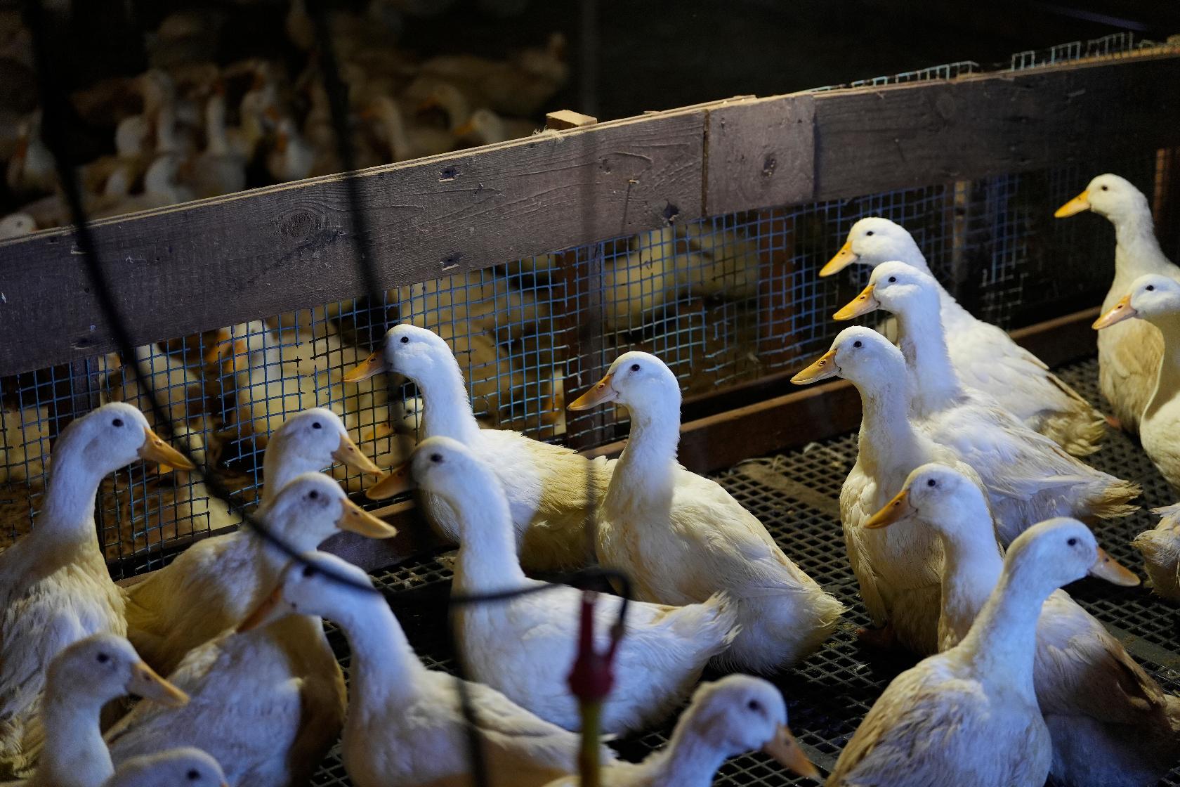 US Bird Flu-Duck Farm