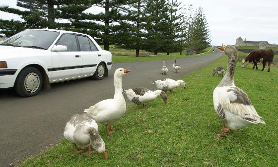 FILE - Geese and a cow graze on a roadside unaffected by a passing car near a former convict barracks on Norfolk Island, Australia, on Aug. 13, 2002. (AP Photo/Rick Rycroft, file)