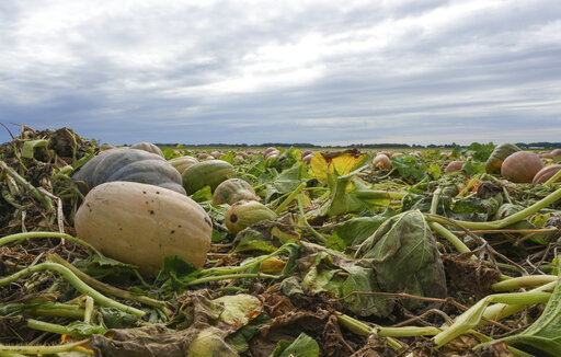 Pumpkins are seen in a field on Bill Sahs' farm, Monday, Sept. 12, 2022, in Atlanta, Ill.  On the central Illinois farms that supply 85% of the world’s canned pumpkin, farmers like Sahs are adopting regenerative techniques designed to reduce emissions, attract natural pollinators like bees and butterflies and improve the health of the soil. The effort is backed by Libby’s, the 150-year-old canned food company, which processes 120,000 tons of pumpkins each year from Illinois fields. Libby’s parent, the Swiss conglomerate Nestle, is one of a growing number of big food companies supporting the transition to regenerative farming in the U.S. (AP Photo/Teresa Crawford)