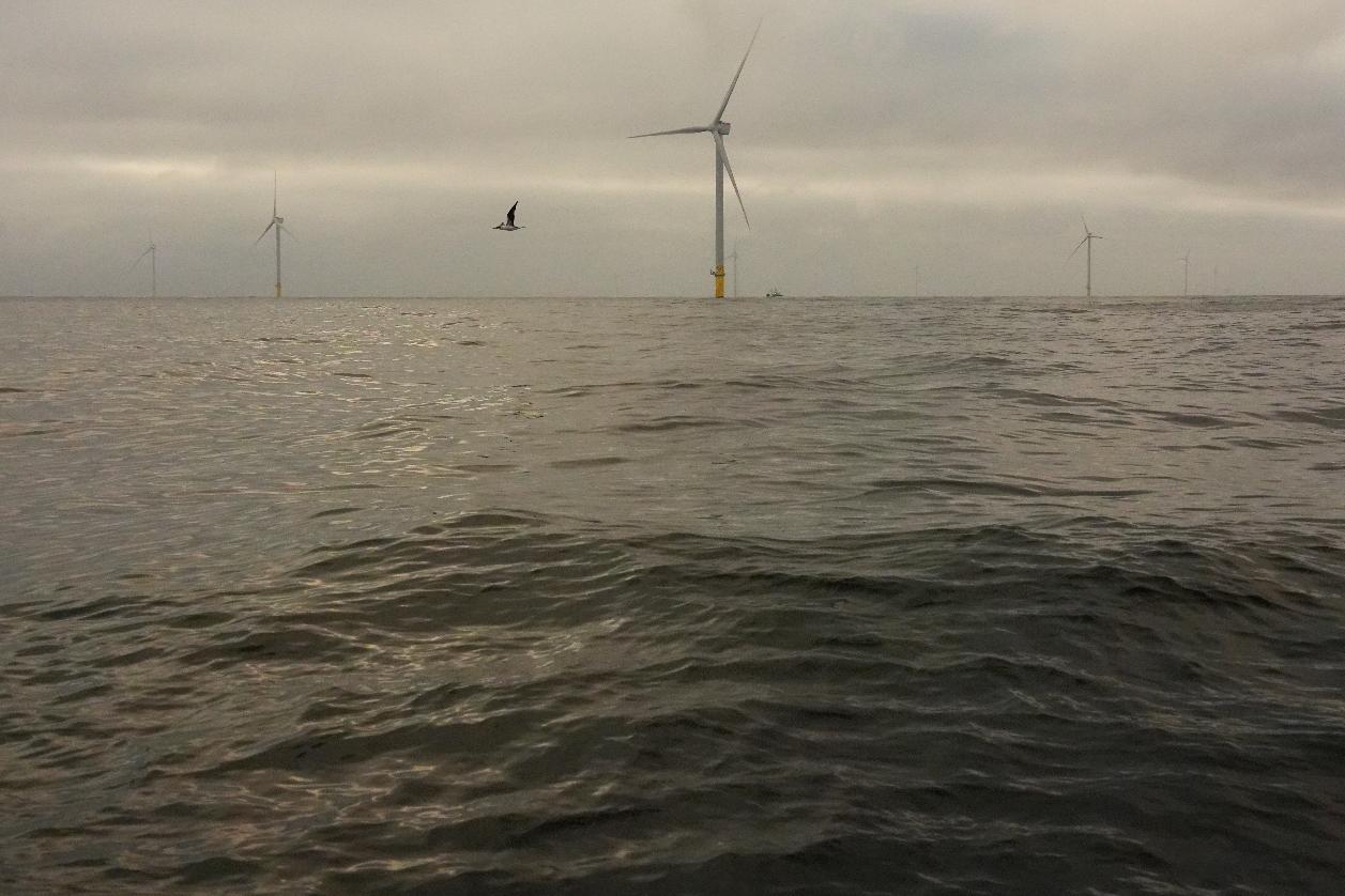 A bird flies near turbines at Revolution Wind offshore wind farm off the coast of Rhode Island, Thursday, April 23, 2026. (AP Photo/Joshua A. Bickel)