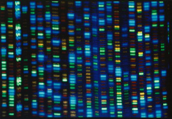 FILE - This undated image made available by the National Human Genome Research Institute shows the output from a DNA sequencer. (NHGRI via AP, File)