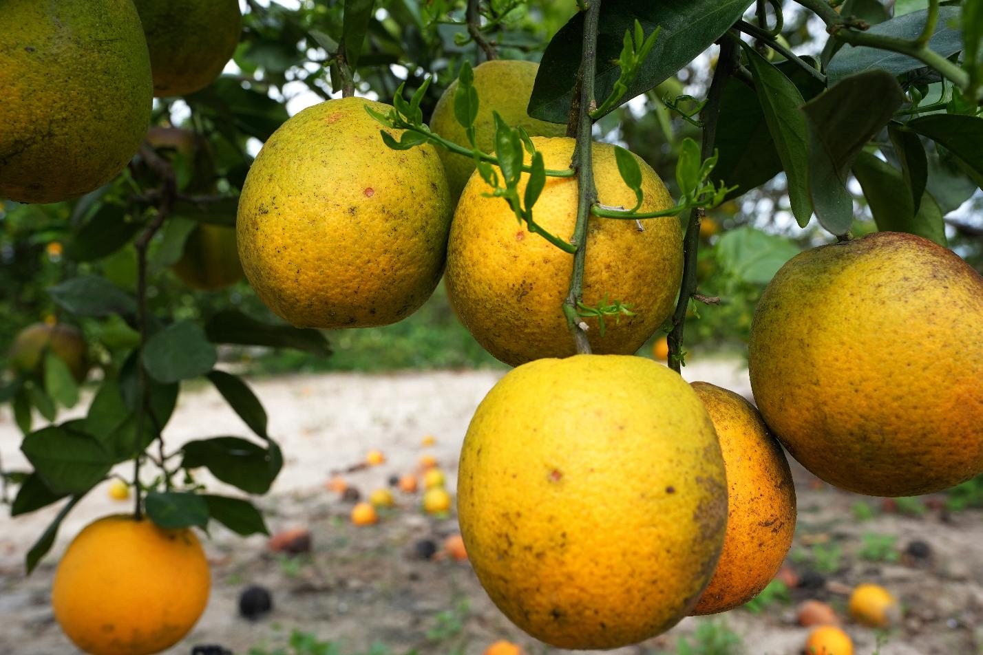 Florida Citrus' Future