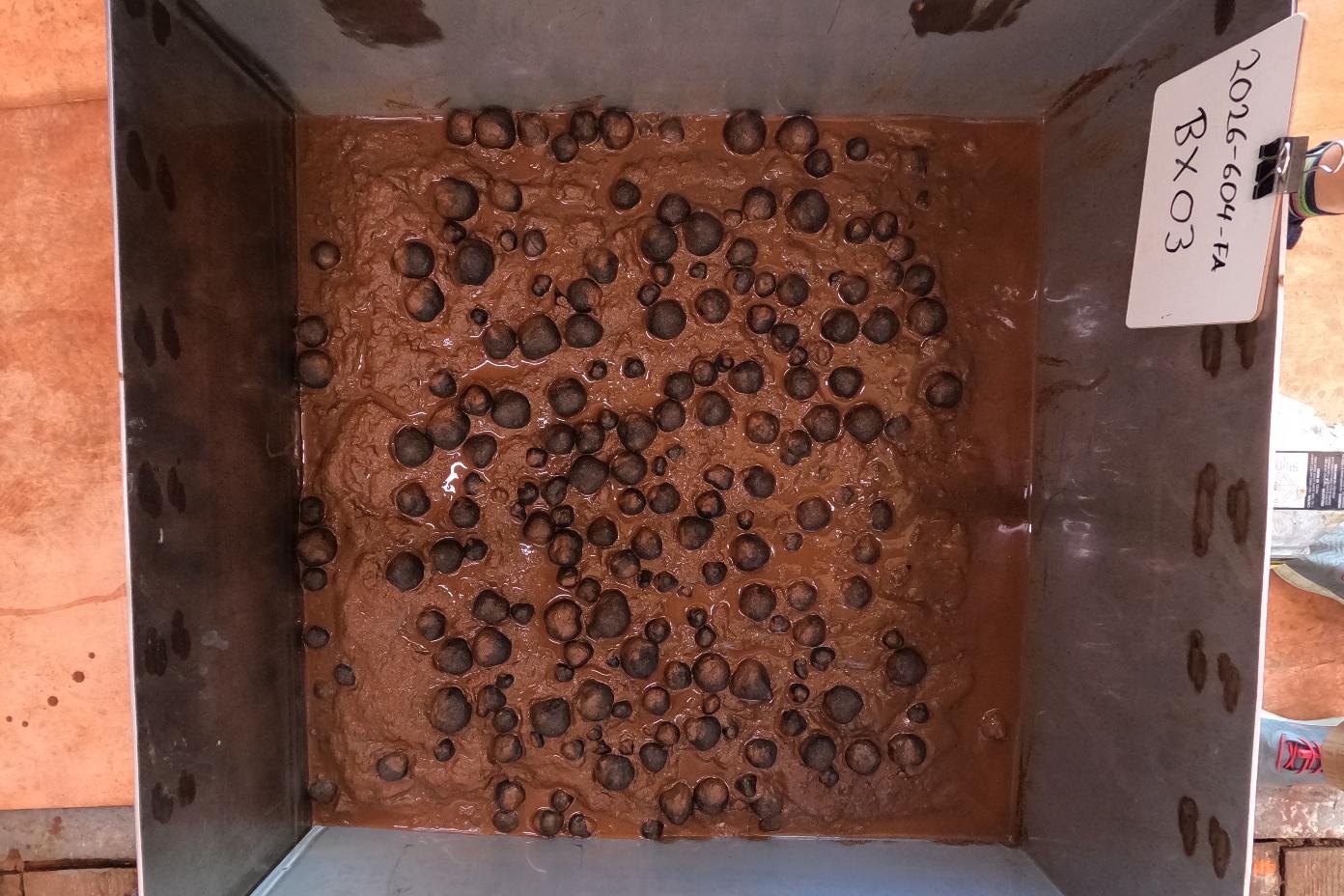 This photo provided by the U.S. Geological Survey shows polymetallic nodules in a sample from the seafloor that was collected on April 14, 2026, in U.S. waters off American Samoa. (USGS via AP)