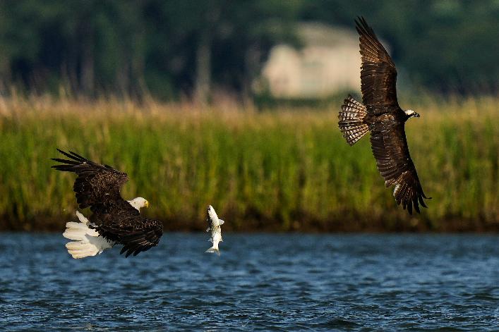 Osprey Fish Fight