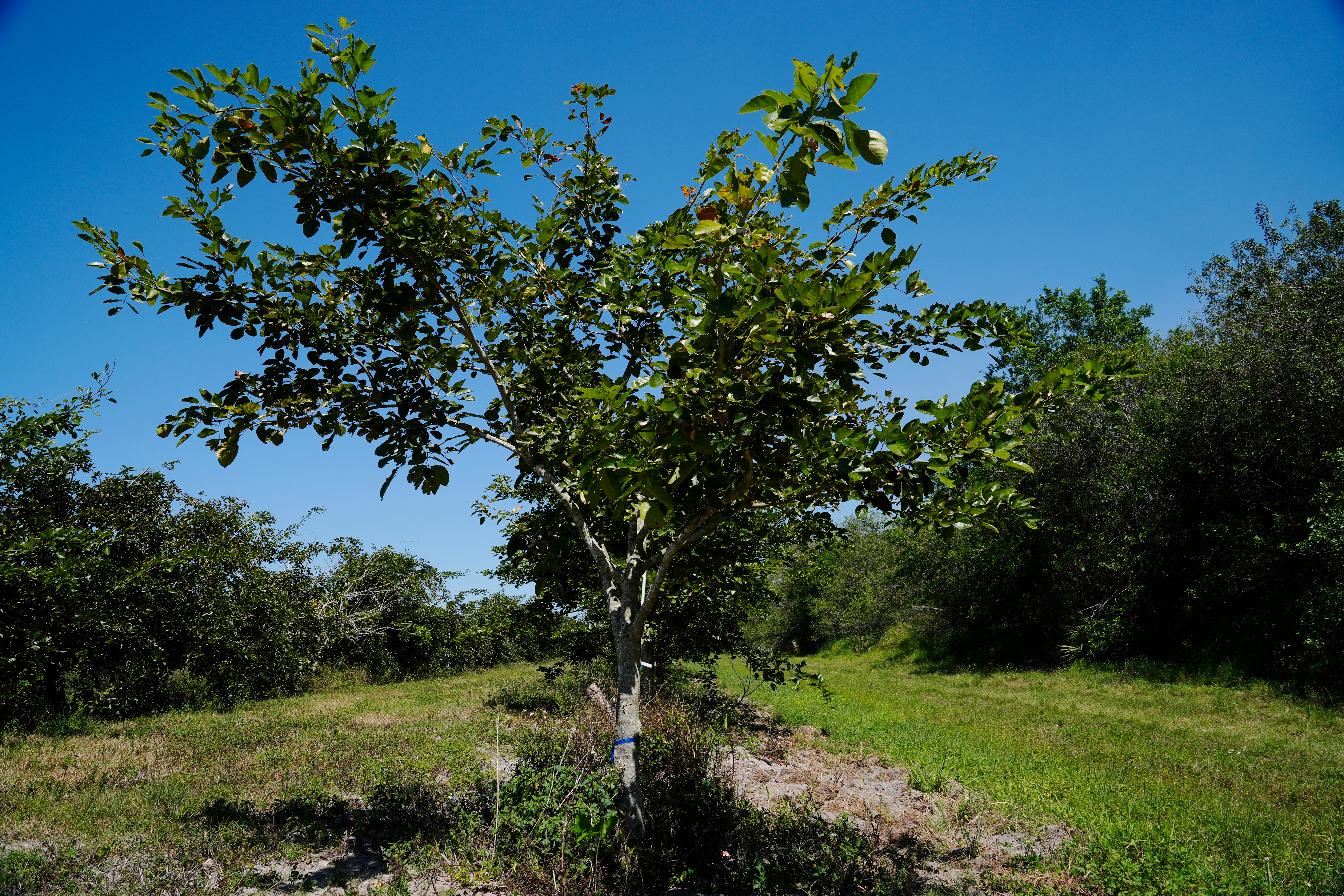 Pongamia trees grow in a grove in St. Lucie County, Fla., Thursday, March 20, 2024. The ancient tree, native to India, Southeast Asia and Australia, is now thriving in groves where citrus trees once flourished in Florida. The tree produces a legume that can be processed into plant-based protein and sustainable biofuel. (AP Photo/Marta Lavandier)