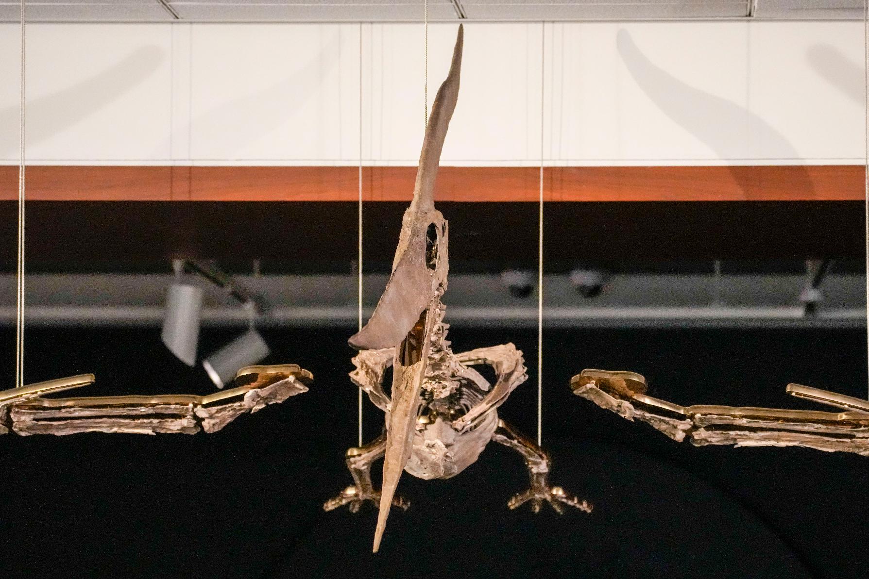 A Pteranodon skeleton is displayed at Sotheby's during a media preview, Monday, July 10, 2023, in New York. The prehistoric predator will headline Sotheby's Live Natural History Auction, Wednesday, July 26th. (AP Photo/Mary Altaffer)