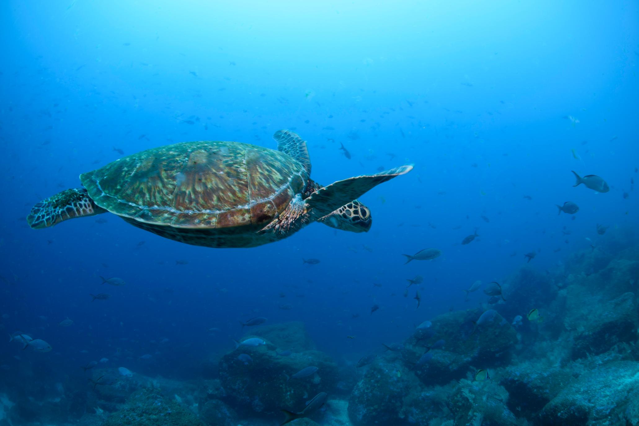 FILE - A type of Pacific green sea turtle swims through the water off of Wolf Island, Ecuador in the Galapagos on June 10, 2024. (AP Photo/Alie Skowronski, File)