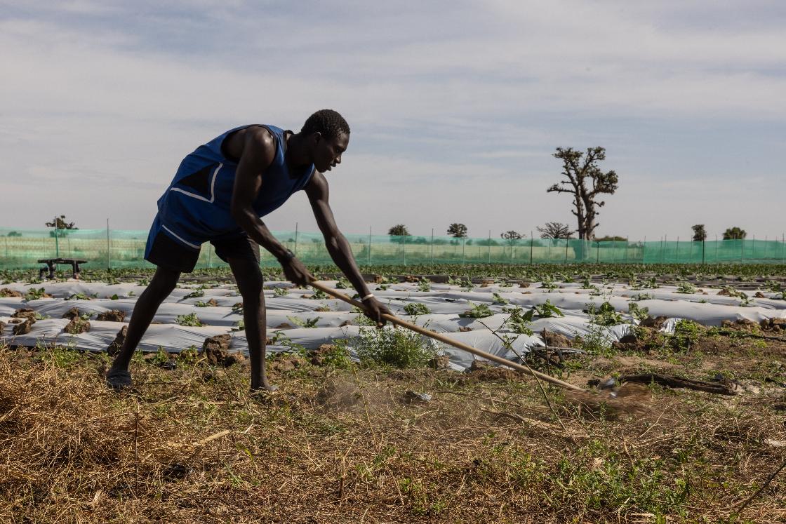 A farmer, one of the 40 workers employed by Nogaye Sene on her farm, rakes hay on the outskirts of Joal Fadiout, Senegal, Thursday, Dec. 11, 2025. (AP Photo/Caitlin Kelly)