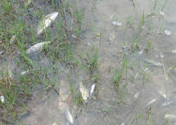FILE - This image taken from video Wednesday, Feb. 19, 2025, shows dead fish in the Kafue River near the town of Luanshya, Zambia. (AP Photo/Richard Kille, File)