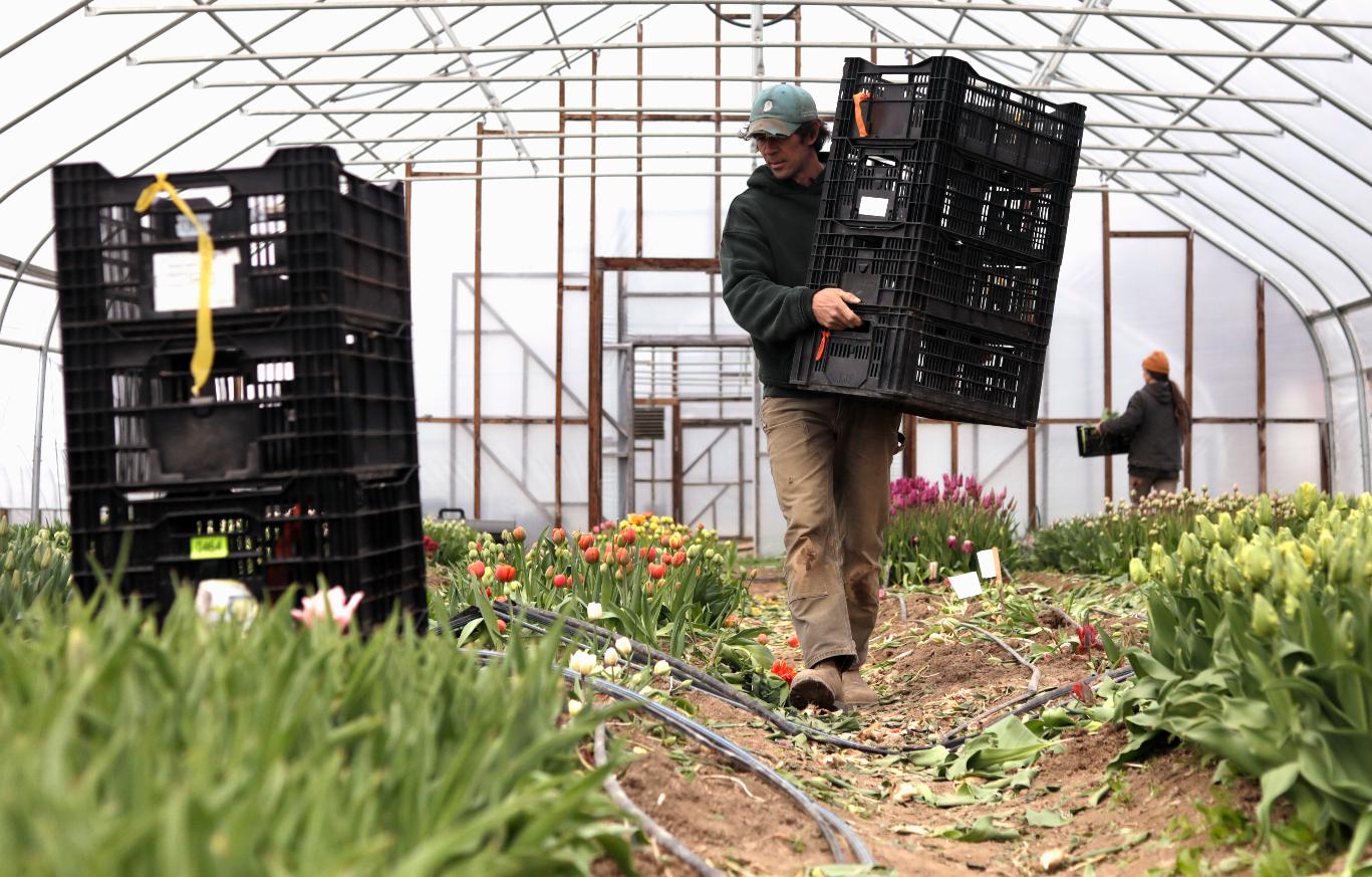Gregory Witscher, owner of Understory Farm, harvests tulips, Monday, April 20, 2026, in Bridport, Vt. (AP Photo/Amanda Swinhart)