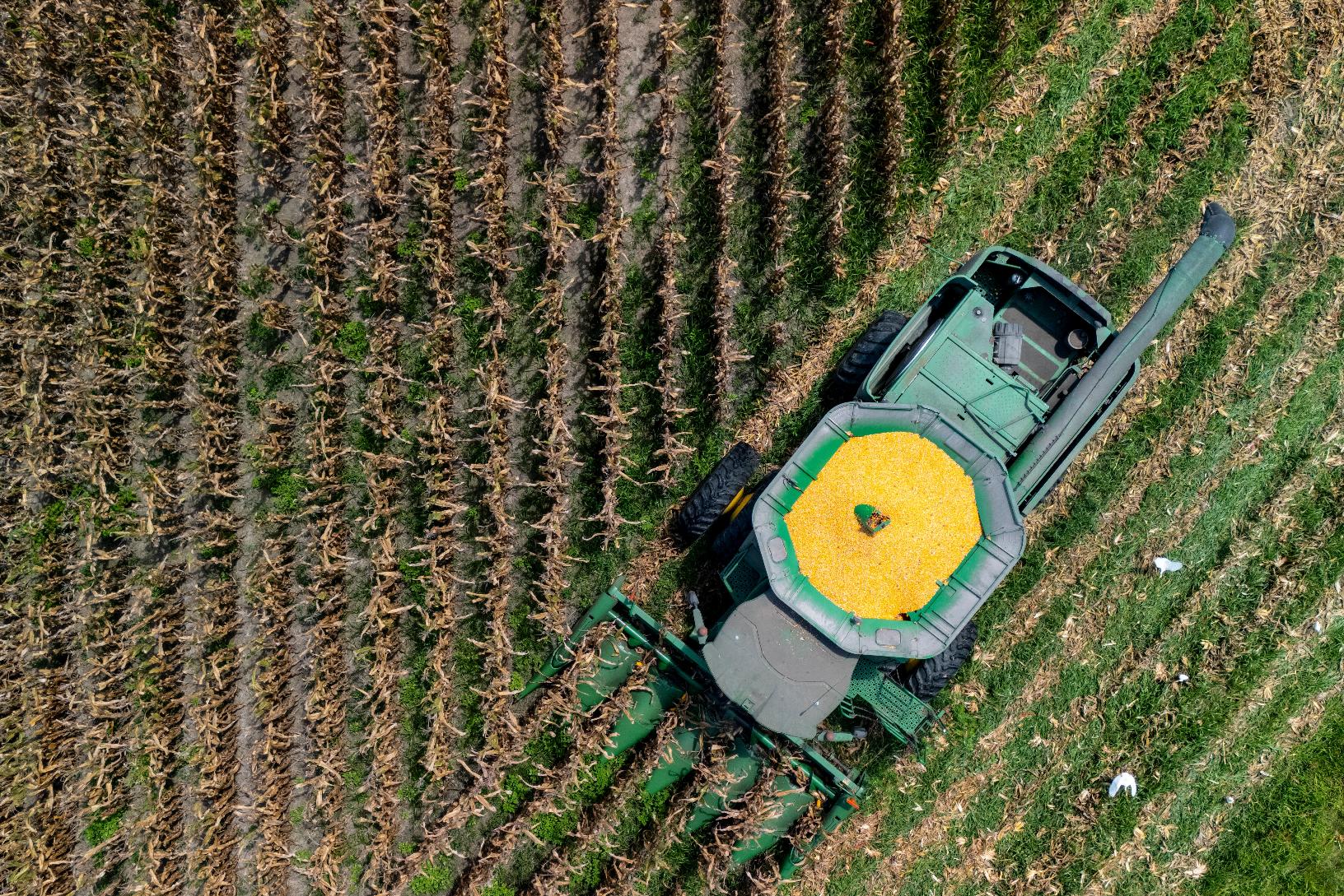 FILE - A farmer harvests seed corn on July 29, 2025 near Albany, Ga. (AP Photo/Mike Stewart, File)