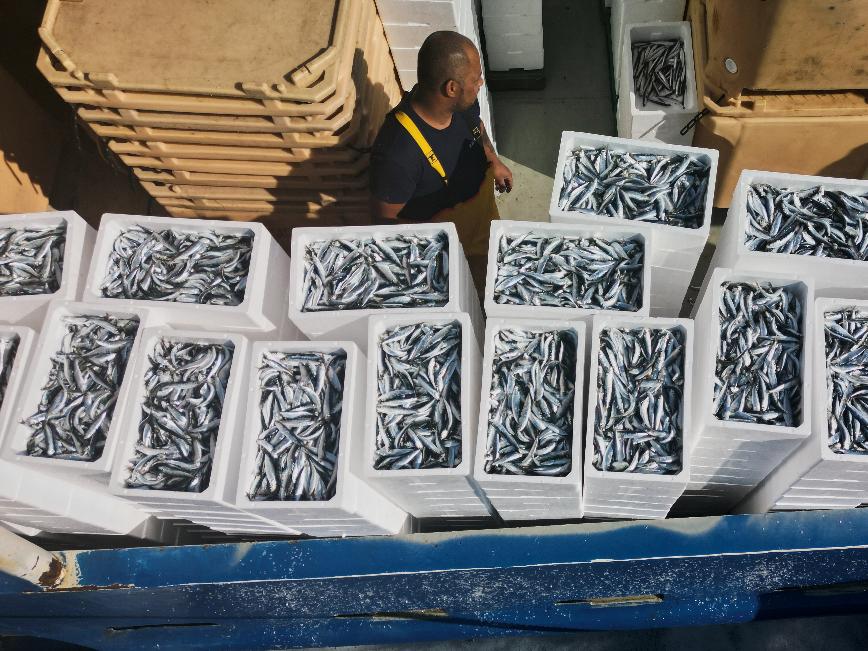 A fisherman stands next to the catch after returning from fishing in the port of Liznjan, Croatia, Tuesday, April 7, 2026. (AP Photo/Darko Bandic)
