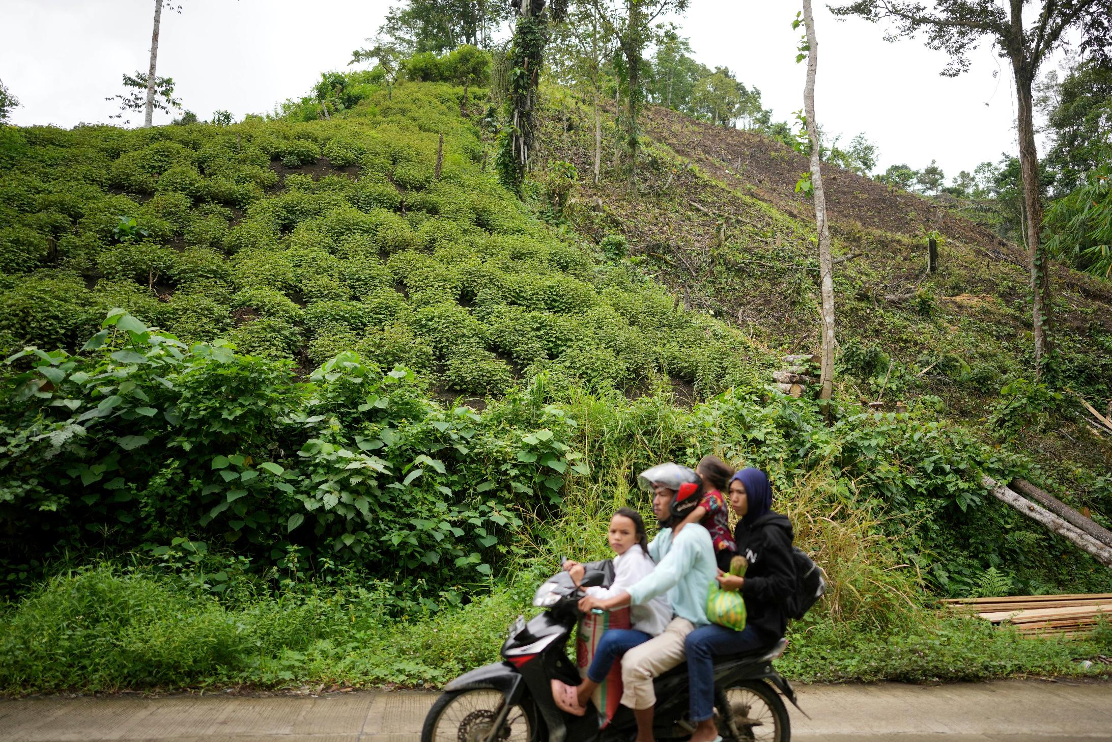 A family rides on a motorcycle past a patchouli plantation, top left, and land which has been cleared to make way for a new one in Simboro, West Sulawesi, Indonesia, Thursday, Feb. 27, 2025. (AP Photo/Dita Alangkara)