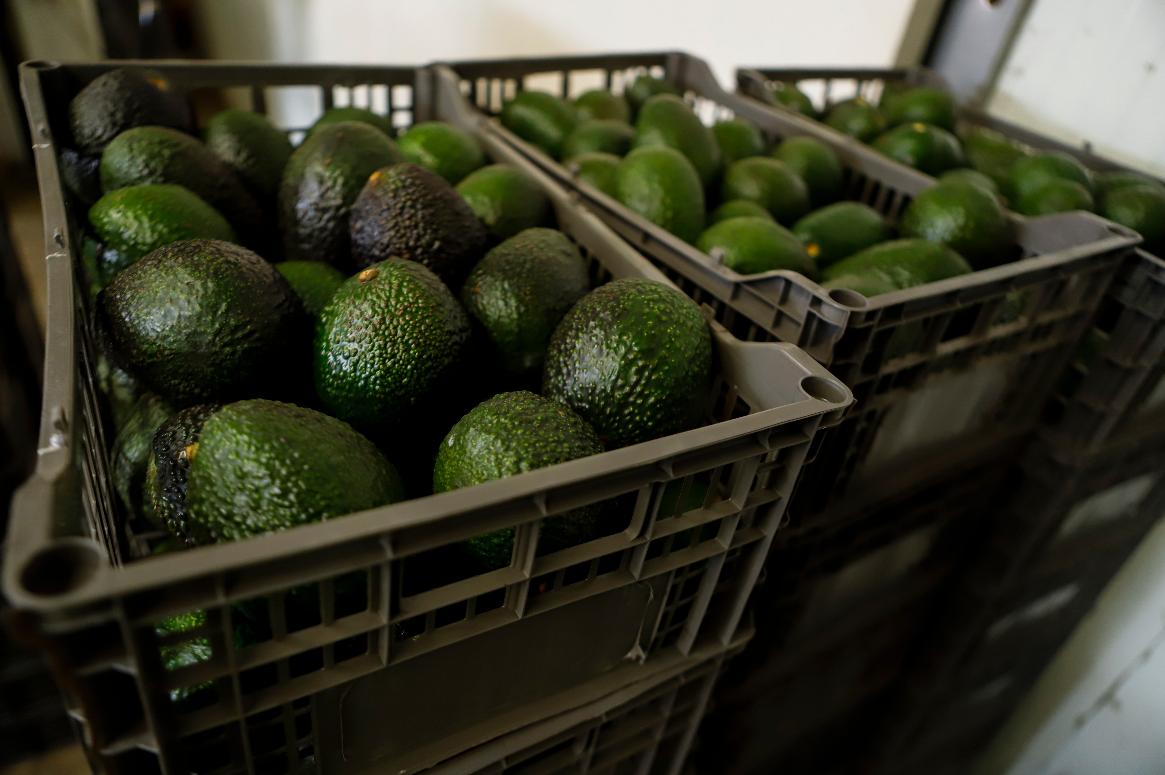 FILE - Crates of avocados wait to be processed at a packing plant in Uruapan, Mexico, Feb. 16, 2022. (AP Photo/Armando Solis, File)
