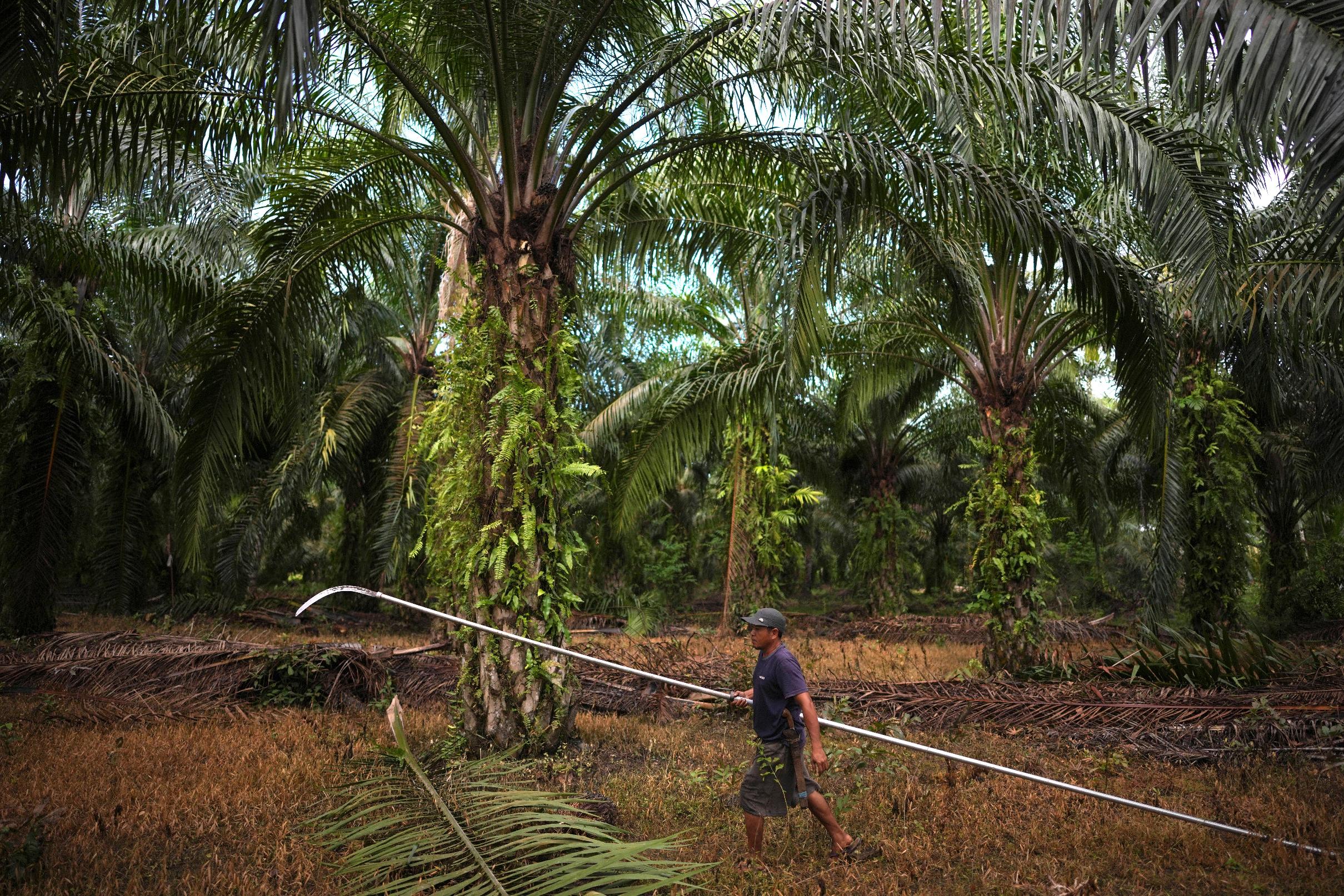 FILE - A farmer walks near palm oil trees at a plantation in Central Mamuju, Sulawesi Island, Indonesia, Feb. 25, 2025. (AP Photo/Dita Alangkara, File)