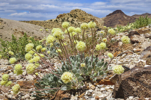 FILE - In this 2020 photo provided by the Center for Biological Diversity is a Tiehm's buckwheat near the site of a proposed mine in Nevada. Conservationists who won a court order against U.S. wildlife officials in the same dispute two years ago say they intend to sue them again for failing to protect a Nevada wildflower, a Tiehm's buckwheat proposed for endangered species listing, where a lithium mine is planned. (Patrick Donnelly/Center for Biological Diversity via AP, File)