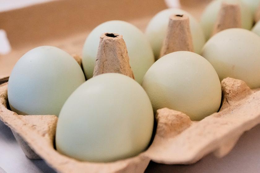 FILE - A carton of eggs is pictured in Farmers Branch, Texas, on Oct. 21, 2025. (AP Photo/Tony Gutierrez, File)