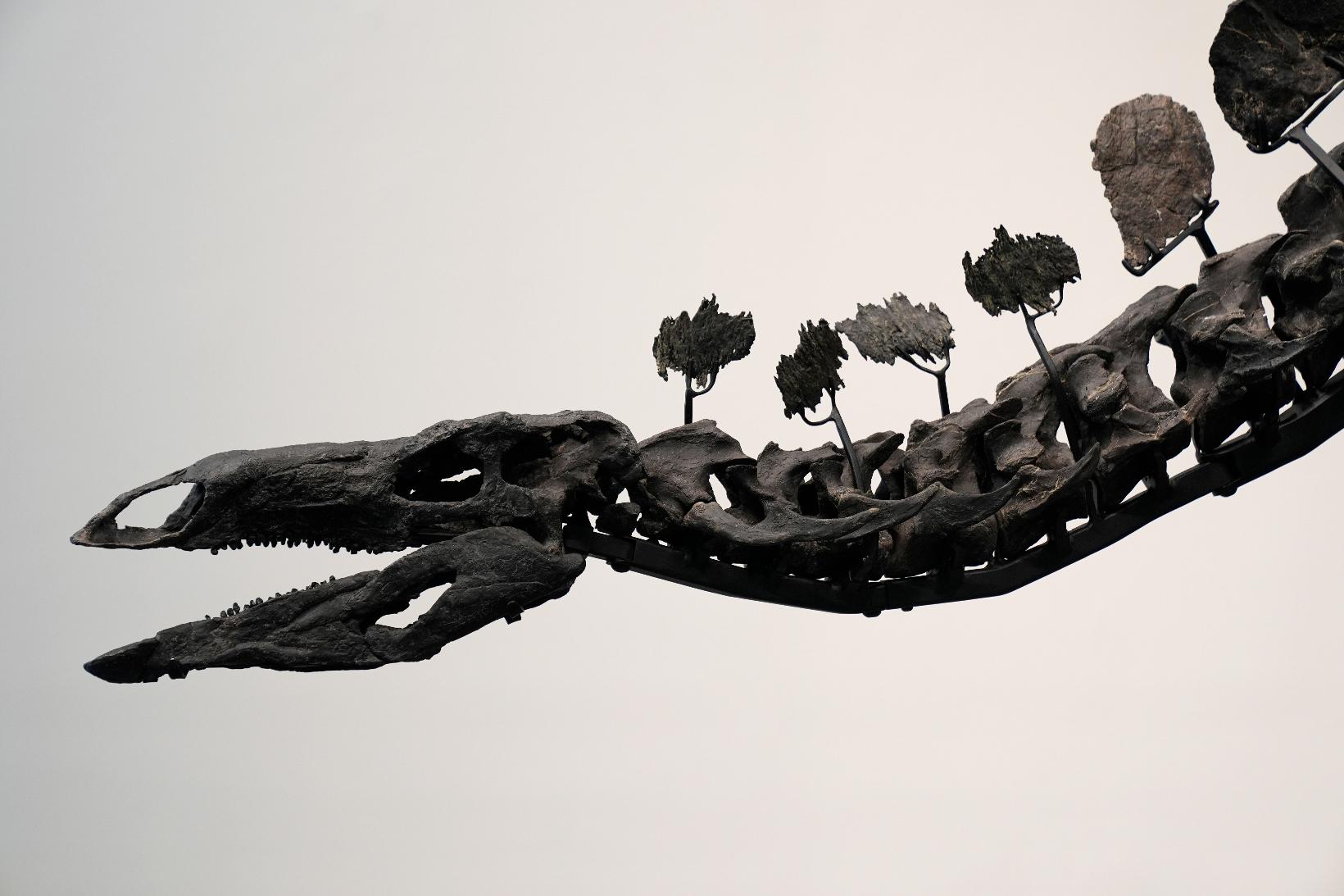 Sotheby's Stegosaurus Dinosaur