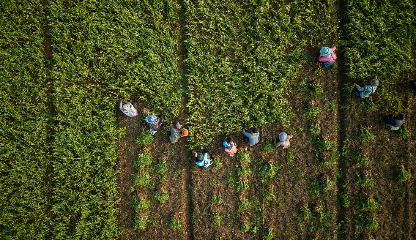 Field workers harvest garlic from a farm on the banks of the Kok River in Tha Ton, Thailand, on Feb. 21. (AP Photo/Anton L. Delgado)