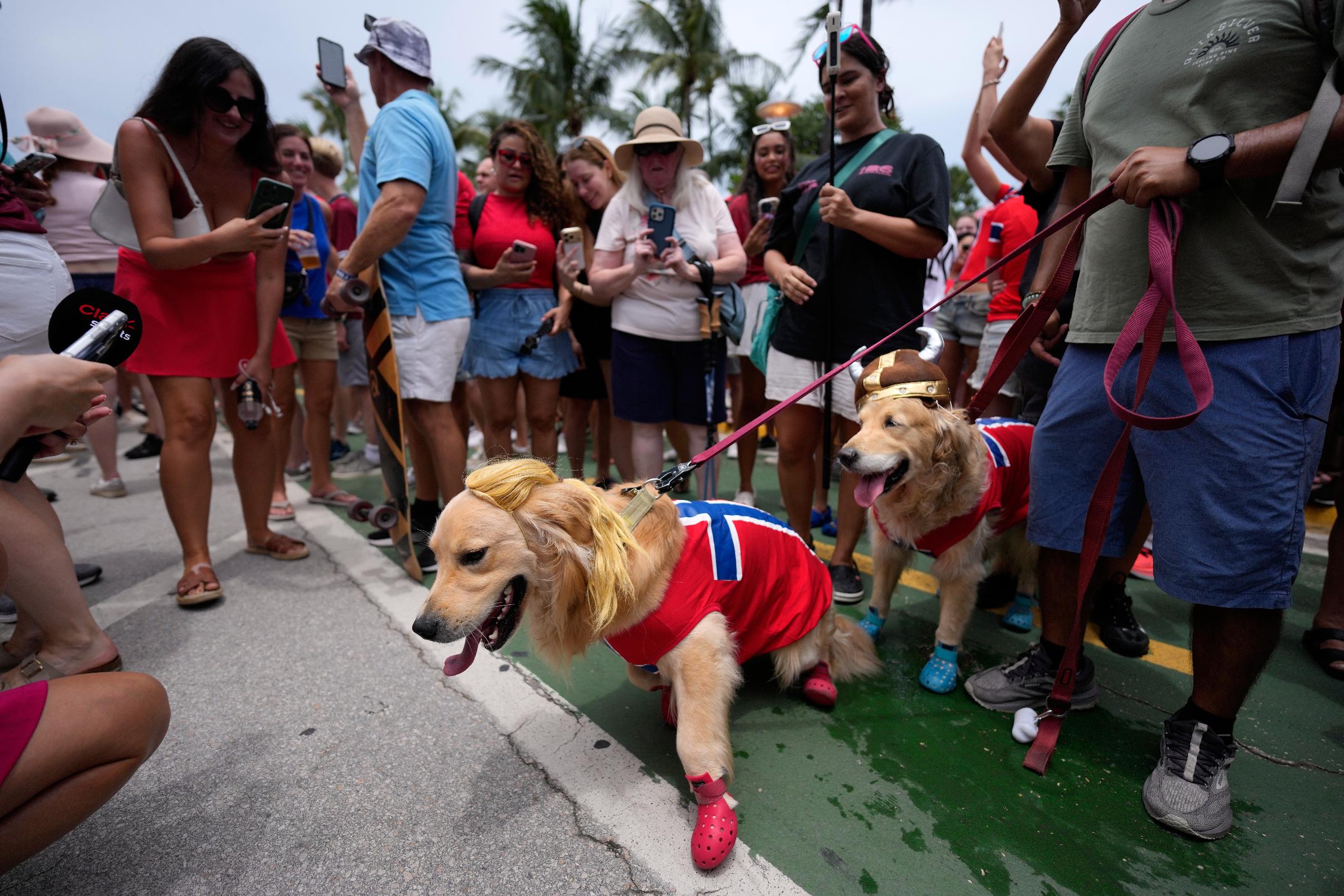 A pair of dogs wear Norway's flag, a Viking helmet and a blond ponytail hairpiece suggestive of striker Erling Haaland's hair, as Norway soccer fans gather on Ocean Drive in Miami Beach, Fla., Friday, July 10, 2026, on the eve of their team's quarterfinal World Cup soccer match against England. (AP Photo/Rebecca Blackwell)