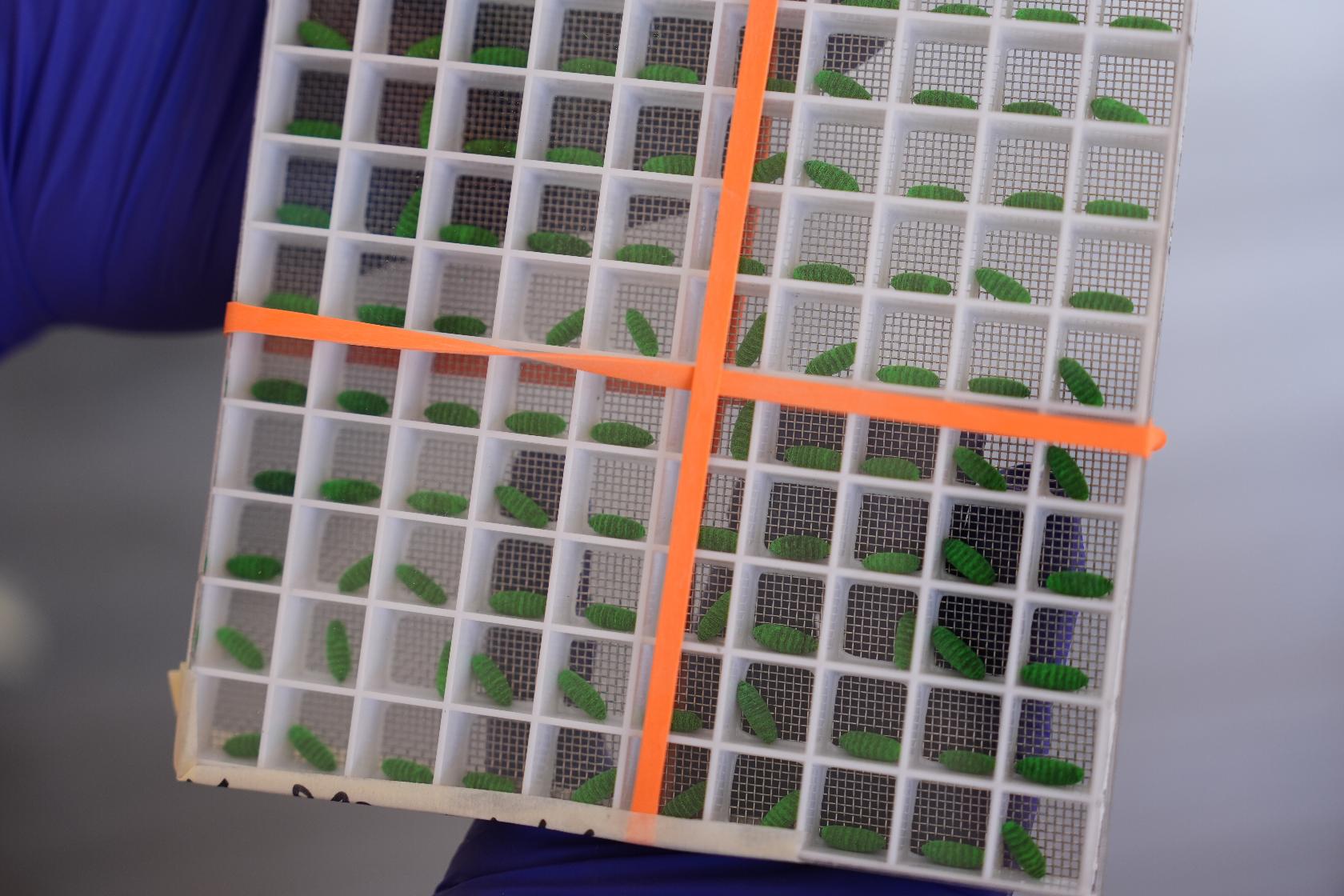 FILE - A test container of dyed fly pupae are displayed at a Domestic New World Screwworm Sterile Fly Production Facility to combat the northward spread of NWS and protect American livestock, in Edinburg, Texas, Feb. 9, 2026. (AP Photo/Eric Gay, File)