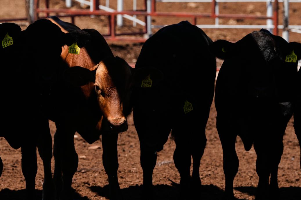 Calves stand in pens before an inspection for export to the United States at a regional cattle ranchers association in Hermosillo, Mexico, Tuesday, Aug. 18, 2026, ahead of the reopening of the U.S. border to Mexican cattle imports. (AP Photo/Fernando Llano)